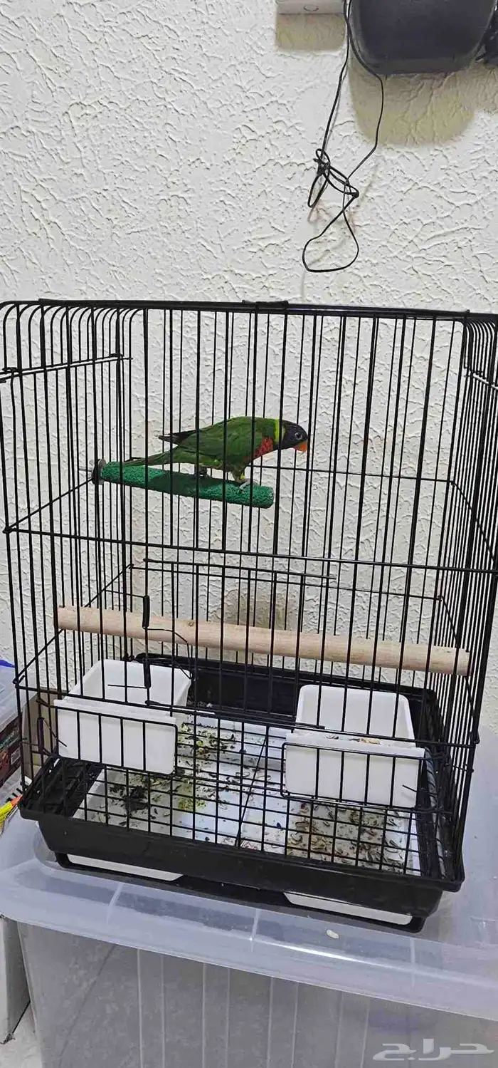 لوري سوانسون تم البيع 2