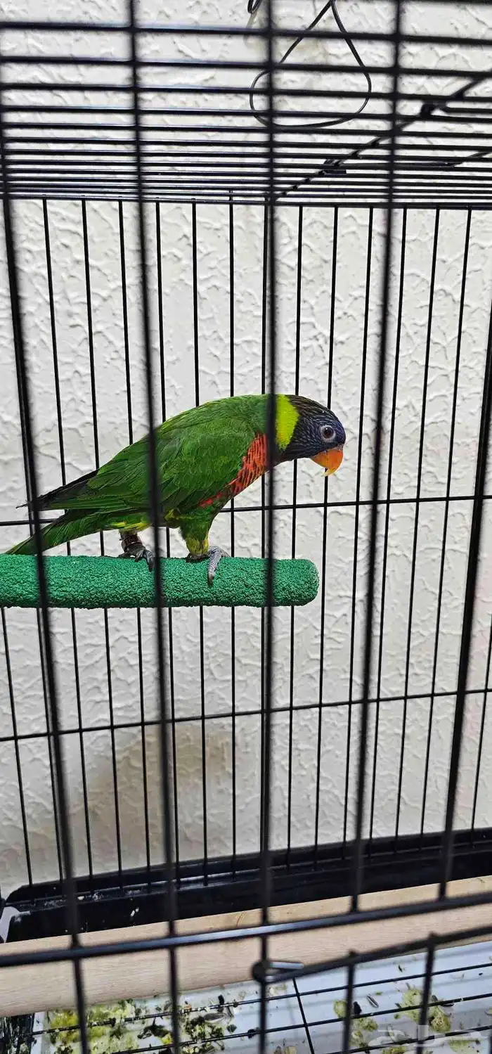 لوري سوانسون تم البيع 0