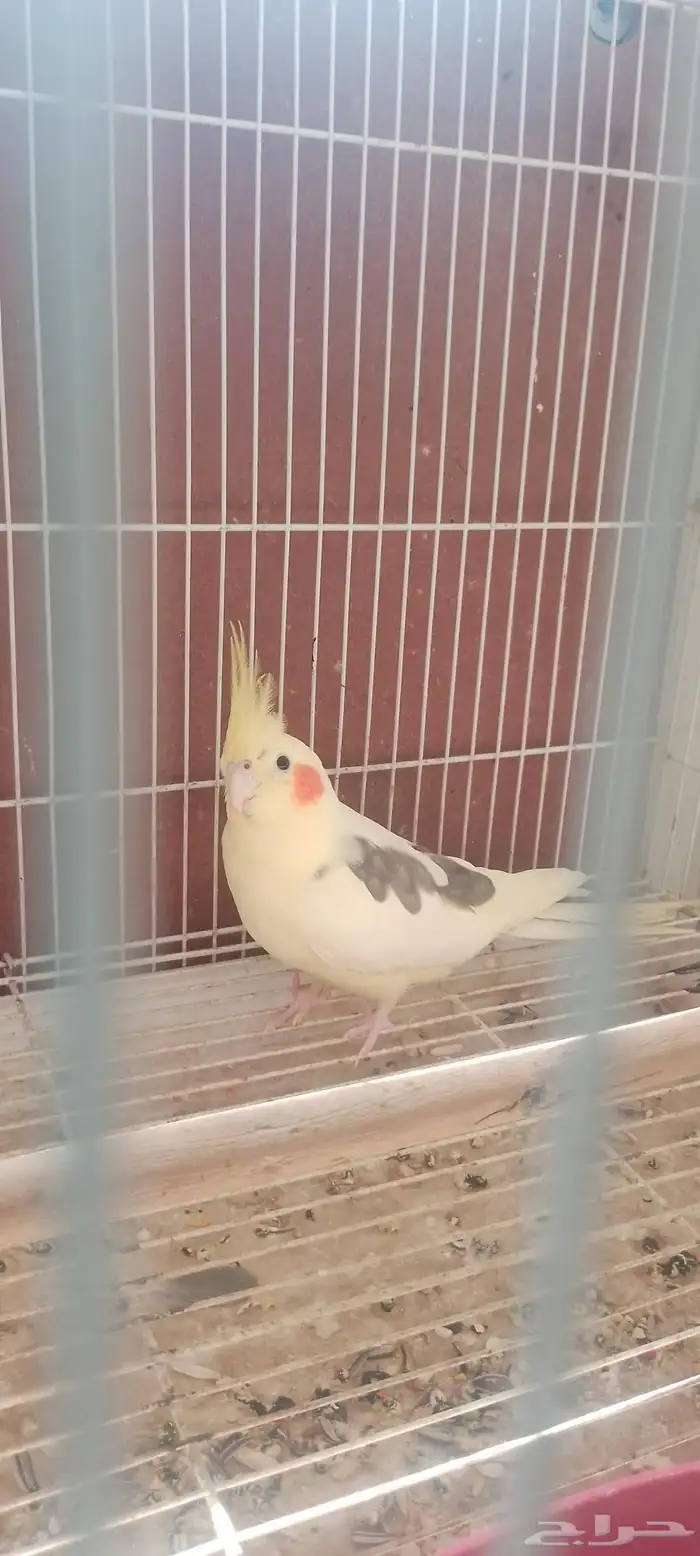 فرخ كروان البينو وذكر لاتينو بايد 1
