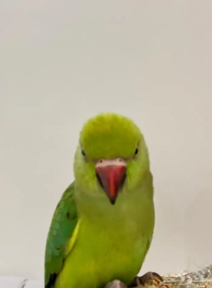 ببغاء دره مفقود في حي الوسام (مكافئة مالية لمن يجده) 0