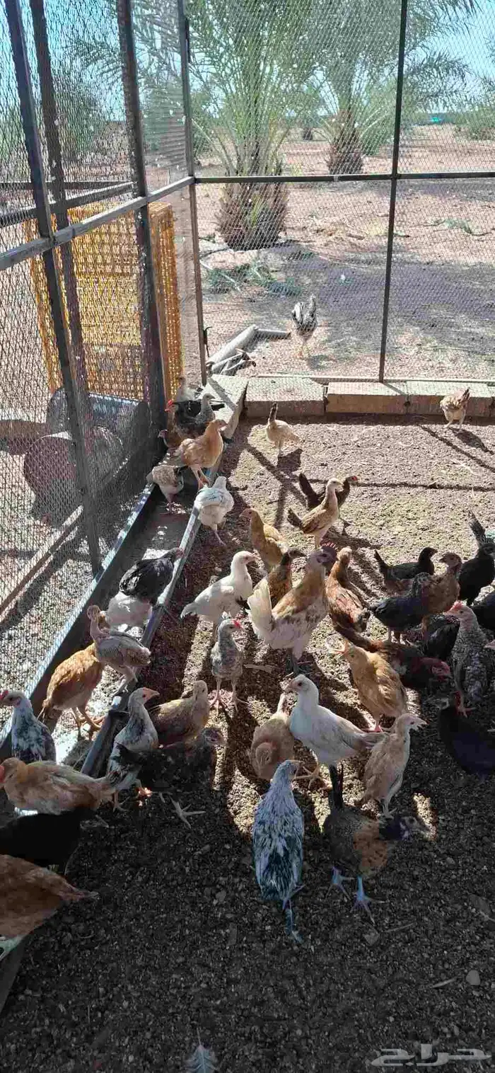 دجاج بلدي 0