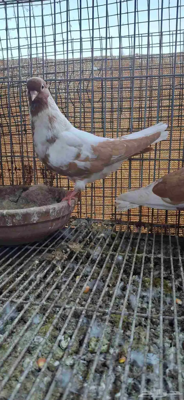 للبيع جوز نواري 0