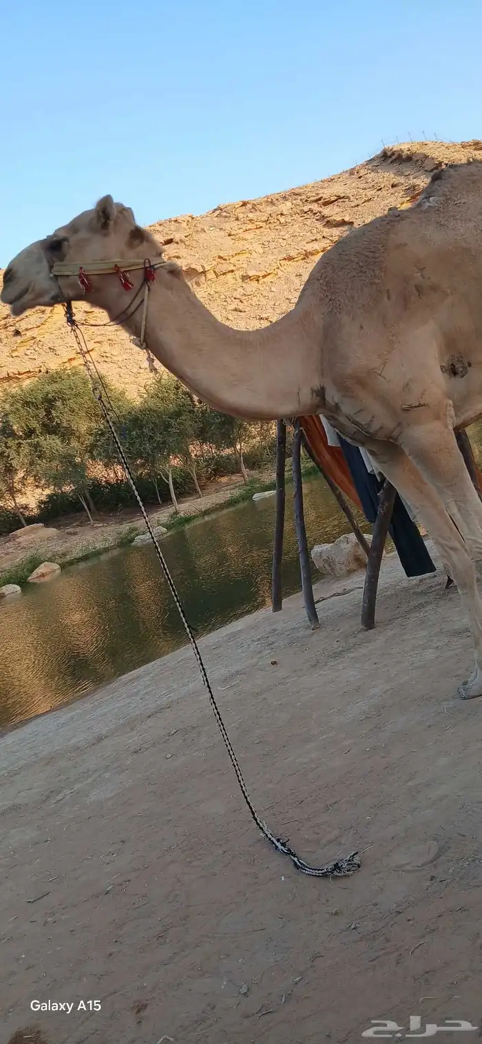 آجار جمال رحول ركبي وا خيول بي اليوم وا الاسبوع وا الشهر 1