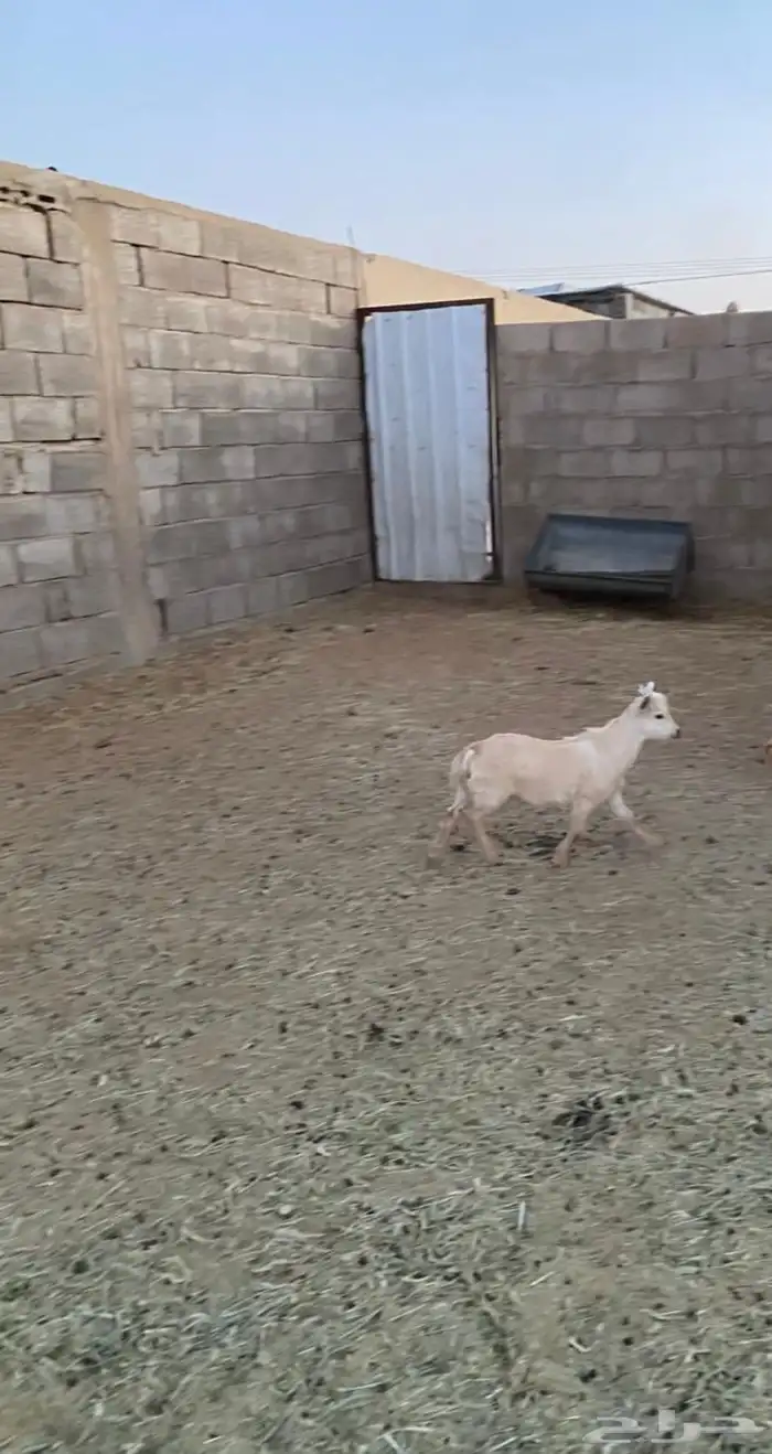 ماعز قزم للبيع 0