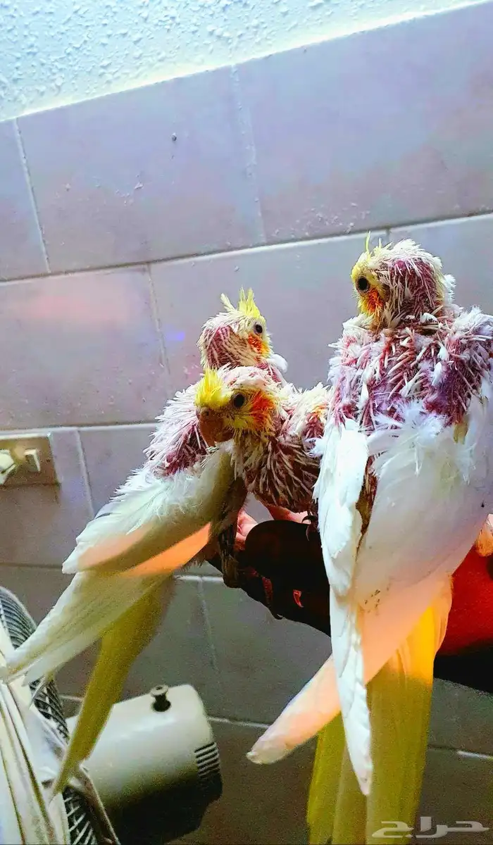 تم البيع فروخ كروان لاتينوا 2