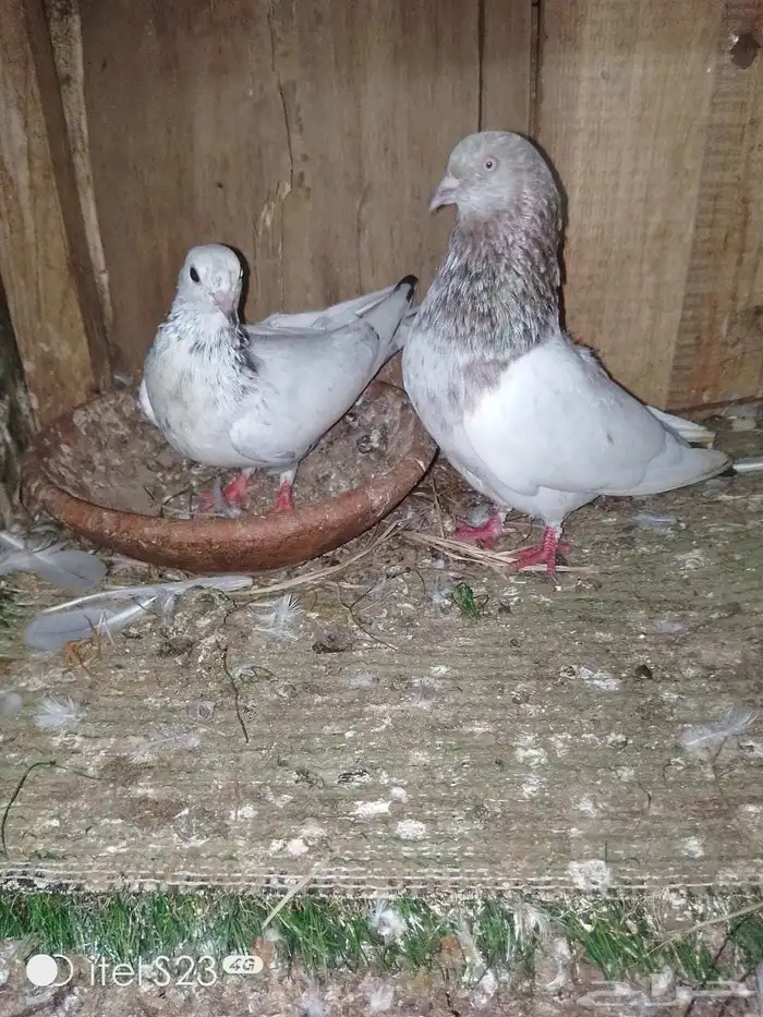 حمام باكستاني طيار زوجين 0