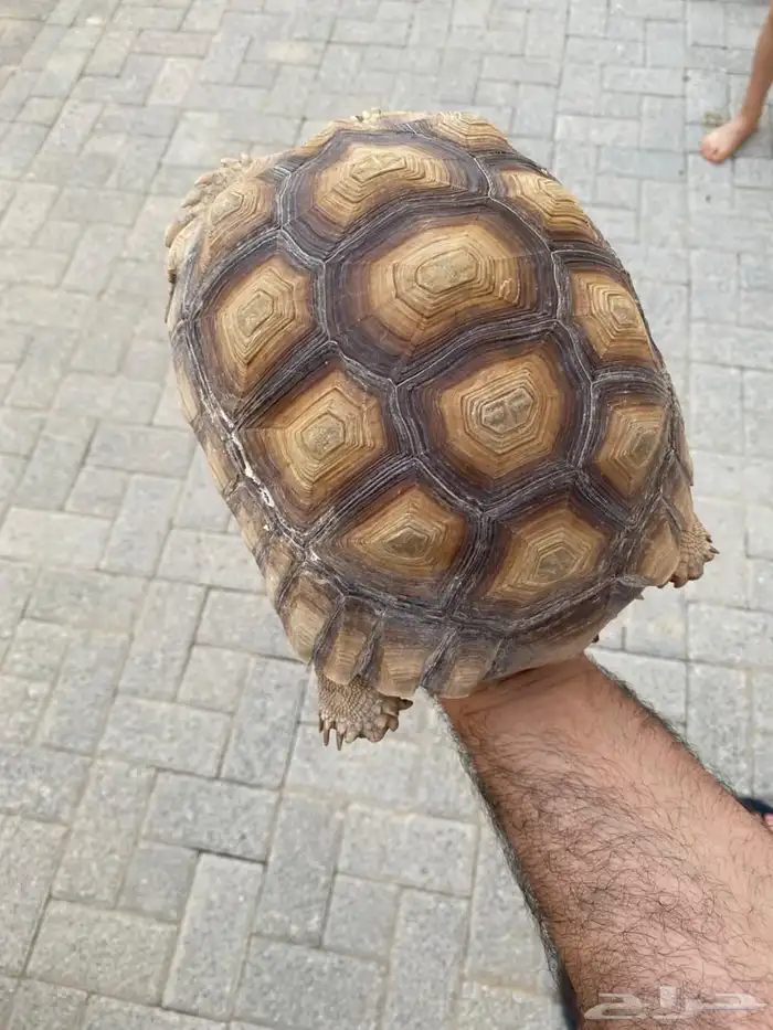 سلحفاة سولكتا 7