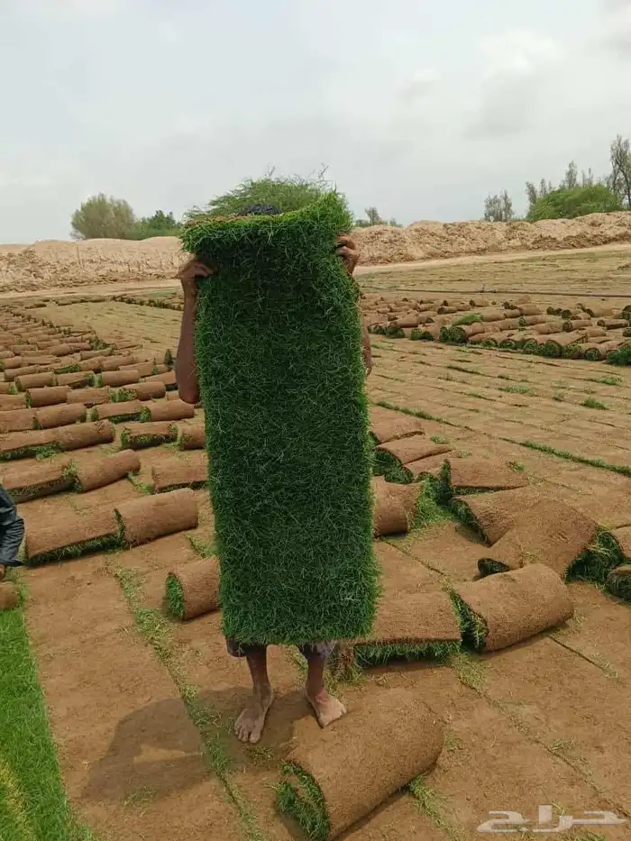 نجيل طبيعي c2000 3