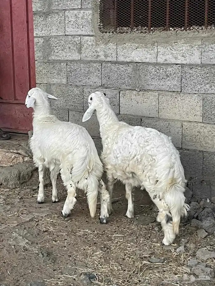 خروف ذبيحه 7