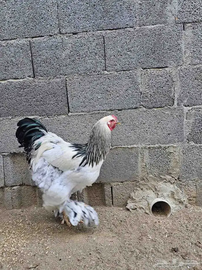 ديوك براهما بيووور 0