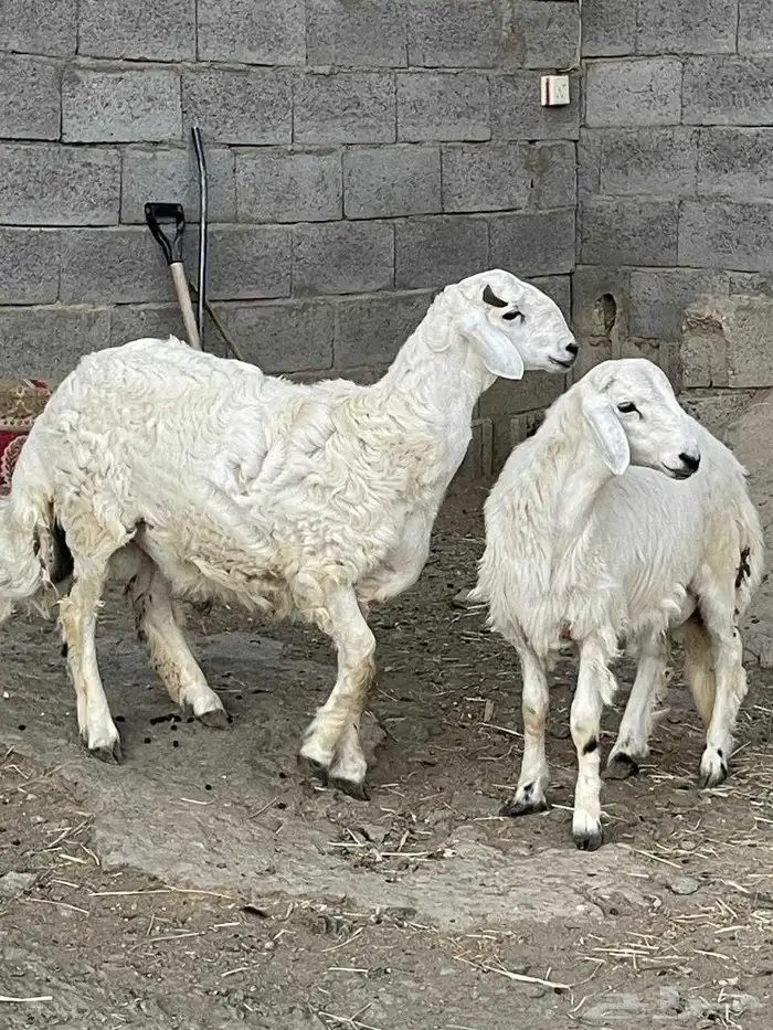 خروف ذبيحه 4