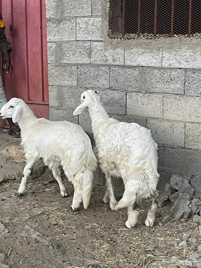 خروف ذبيحه 8