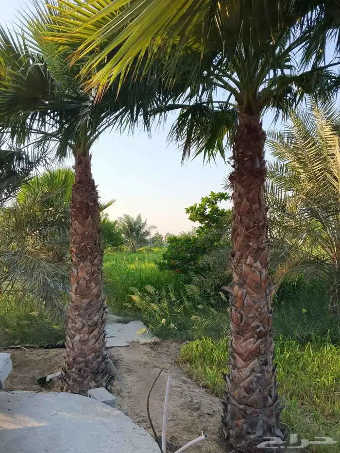 ابوياسين لبيع جميع انواع النخيل البلدي والواشنطن والفسيل 1