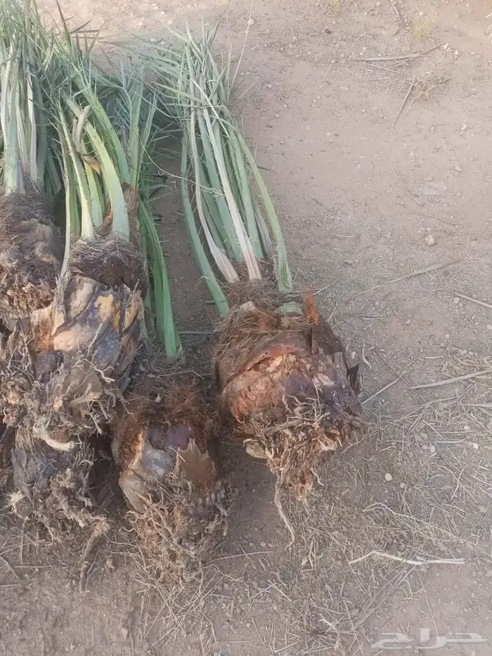 نخل للبيع 2