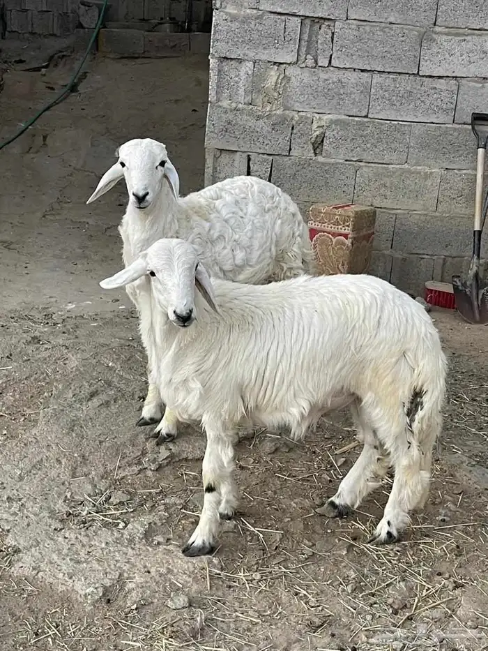 خروف ذبيحه 3