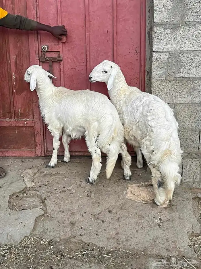 خروف ذبيحه 9