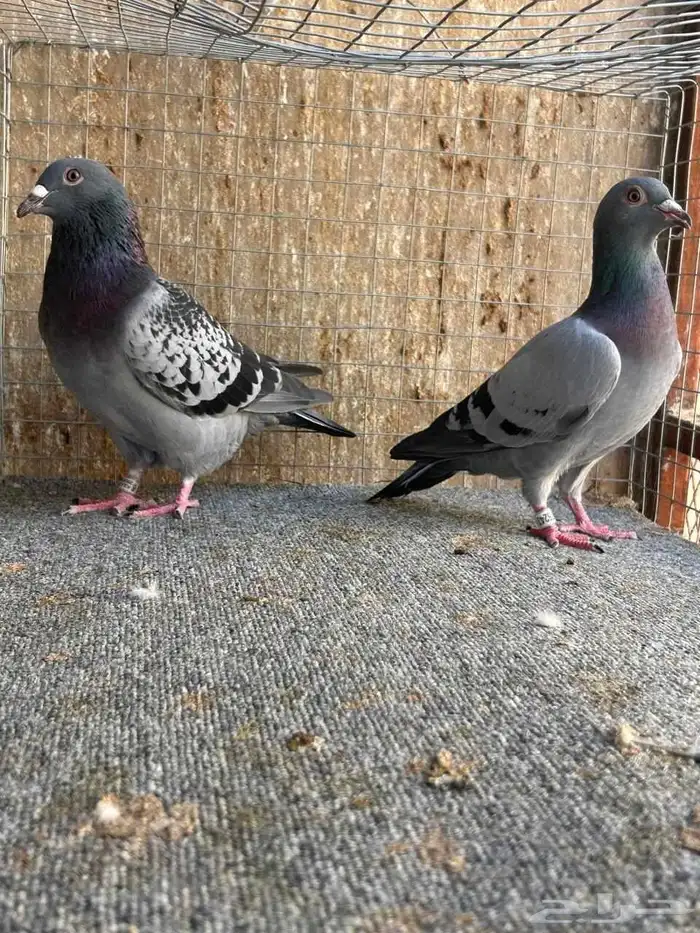 زاجل للبيع 1