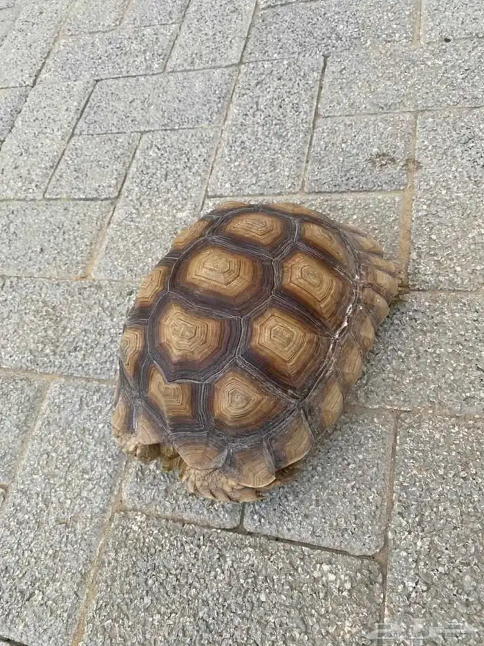 سلحفاة سولكتا 2