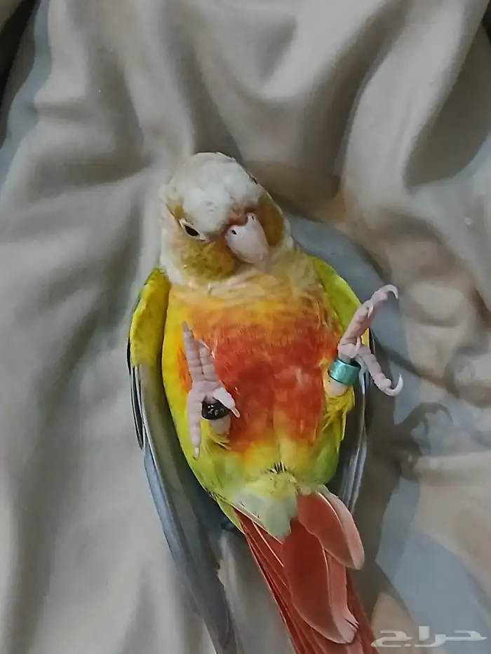 كنيور اليف 1