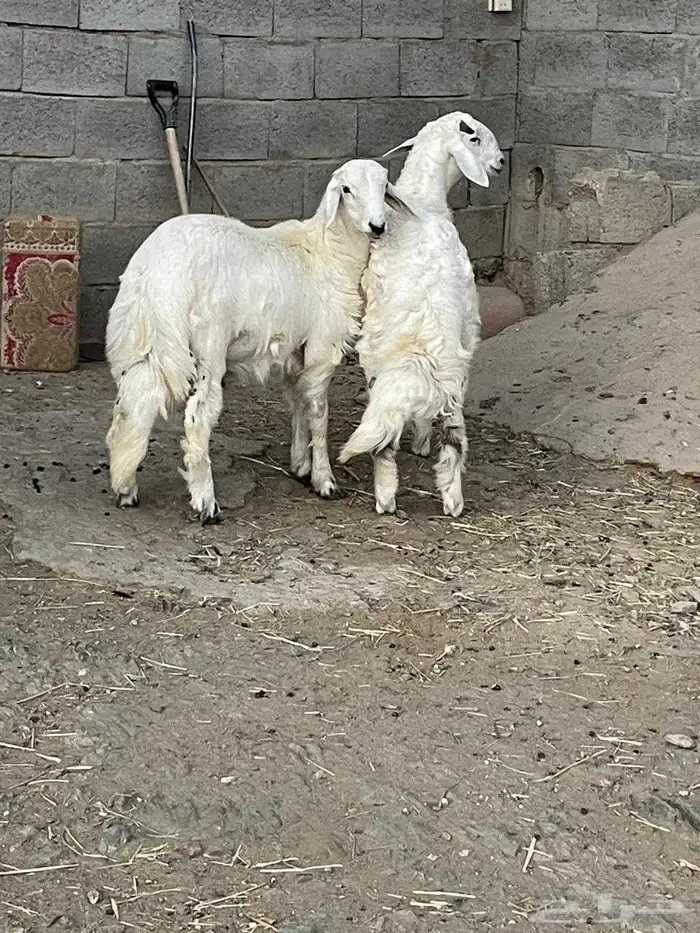 خروف ذبيحه 1