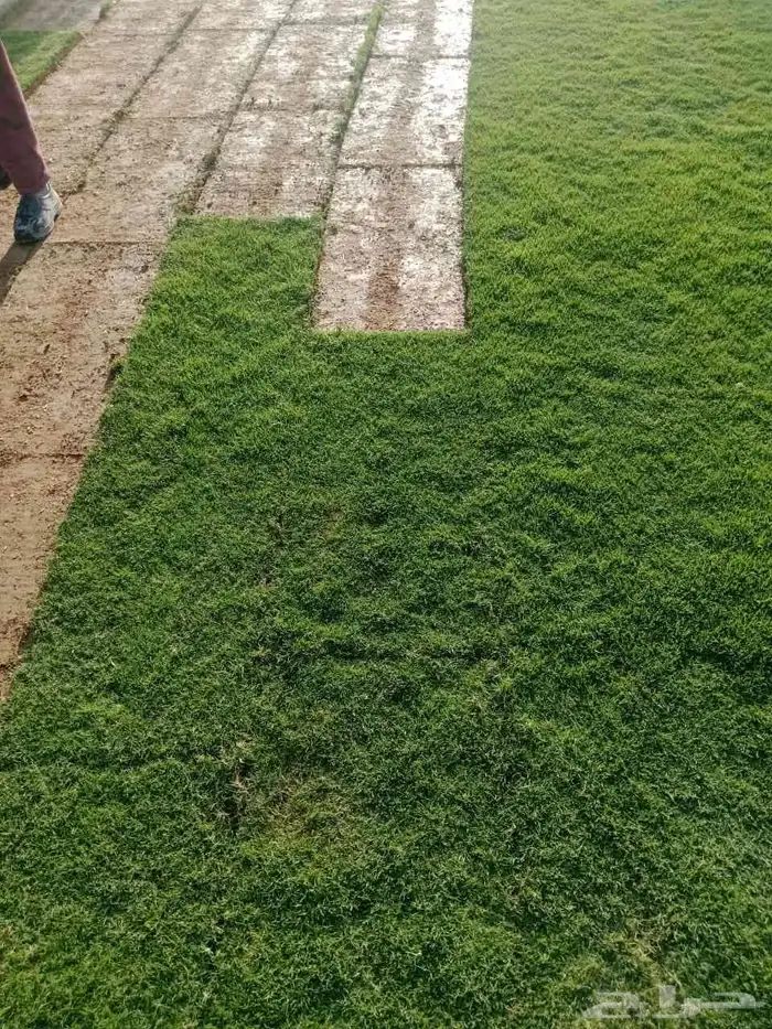 تصميم وتنسيق الحدائق وتركيب التيل الطبيعي وشبكات الري الحديث 13