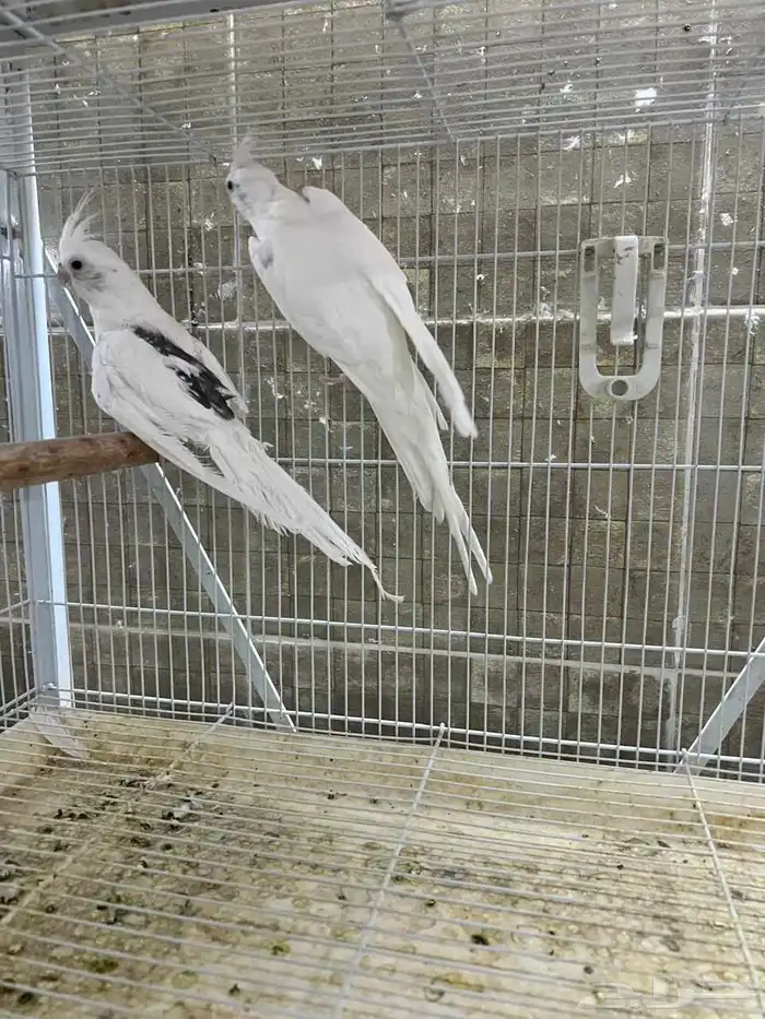 ((تم البييع)) كروان زوج انتاج 1