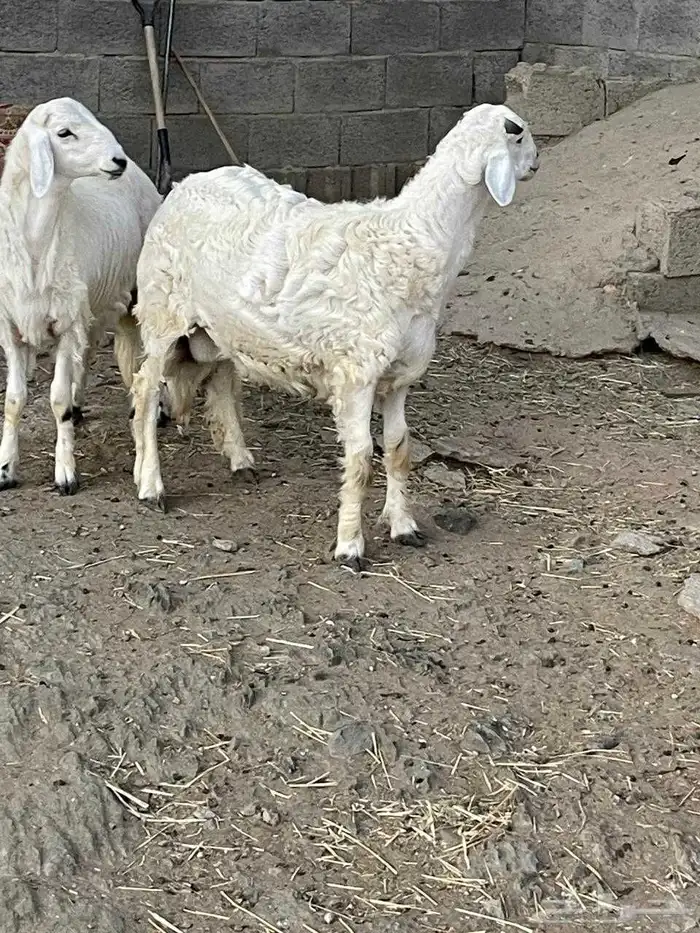 خروف ذبيحه 6