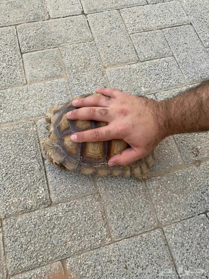 سلحفاة سولكتا 5