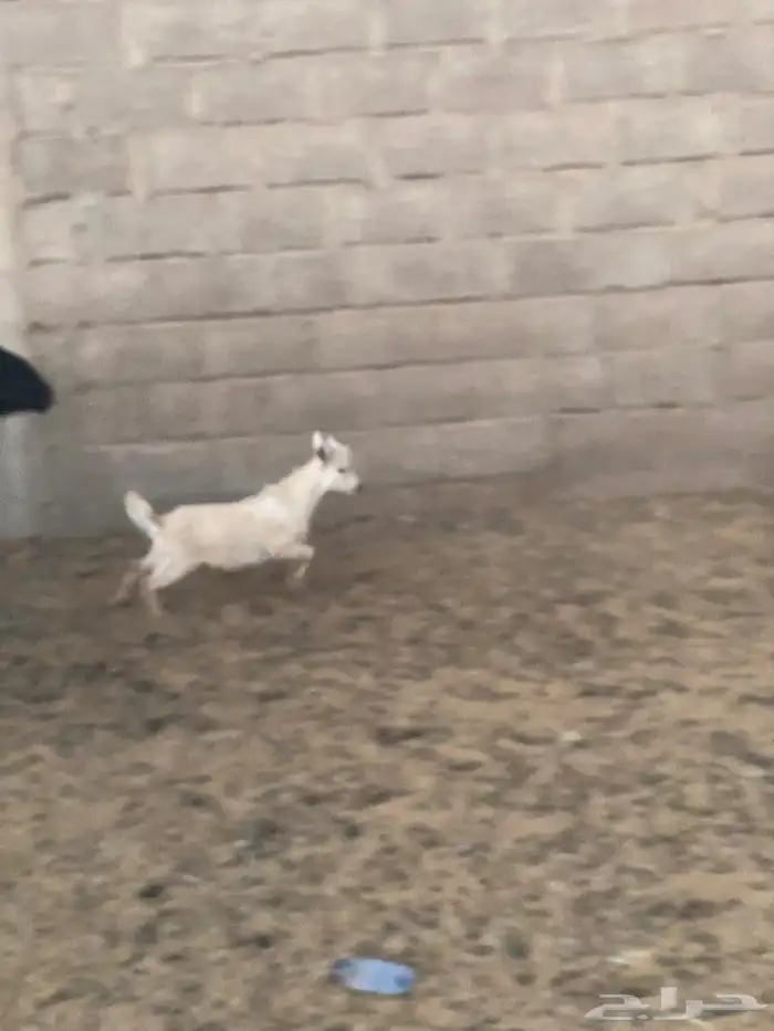 ماعز قزم للبيع 1