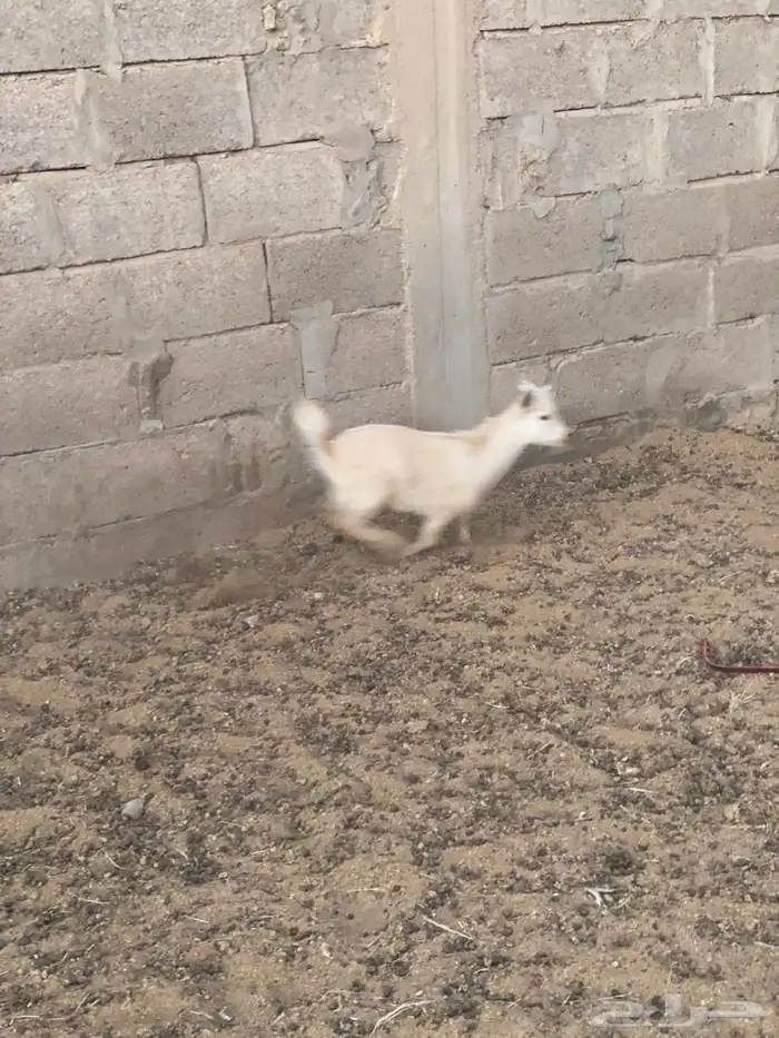 ماعز قزم للبيع 3