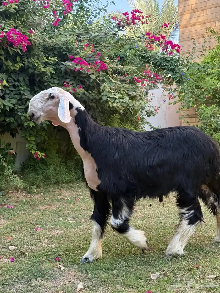 للبيع خروف نجدي 6