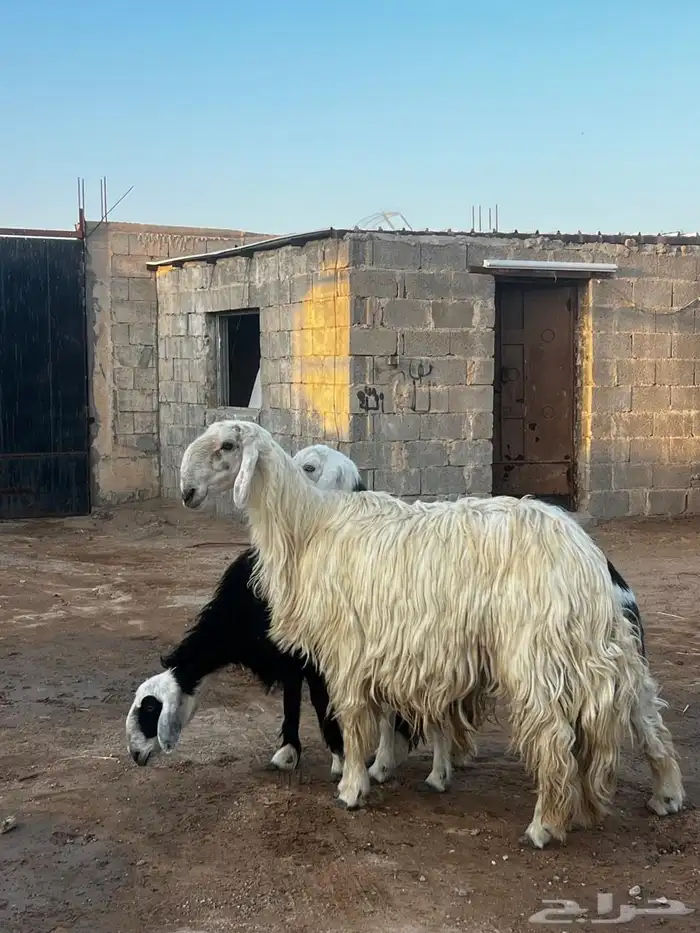خروف عيسي شرط القريع وسنه رباع 2