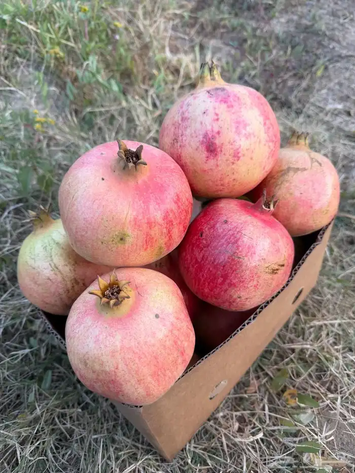 رمان الباحه 2