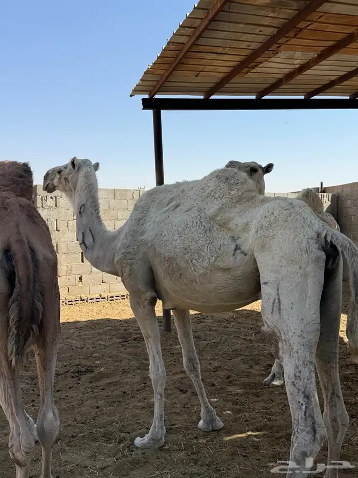 للبيع 4 عشائر 4