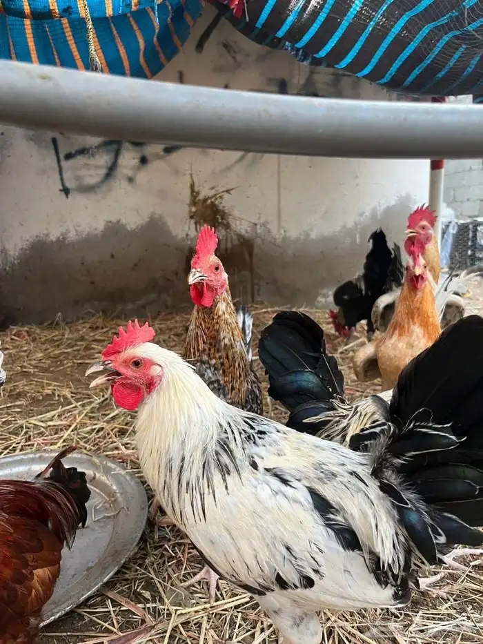 ديوك للبيع 5