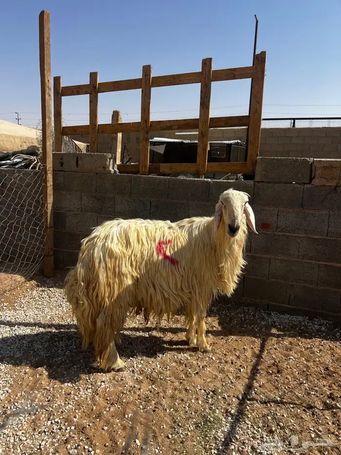 خروف عيسي شرط القريع وسنه رباع 0