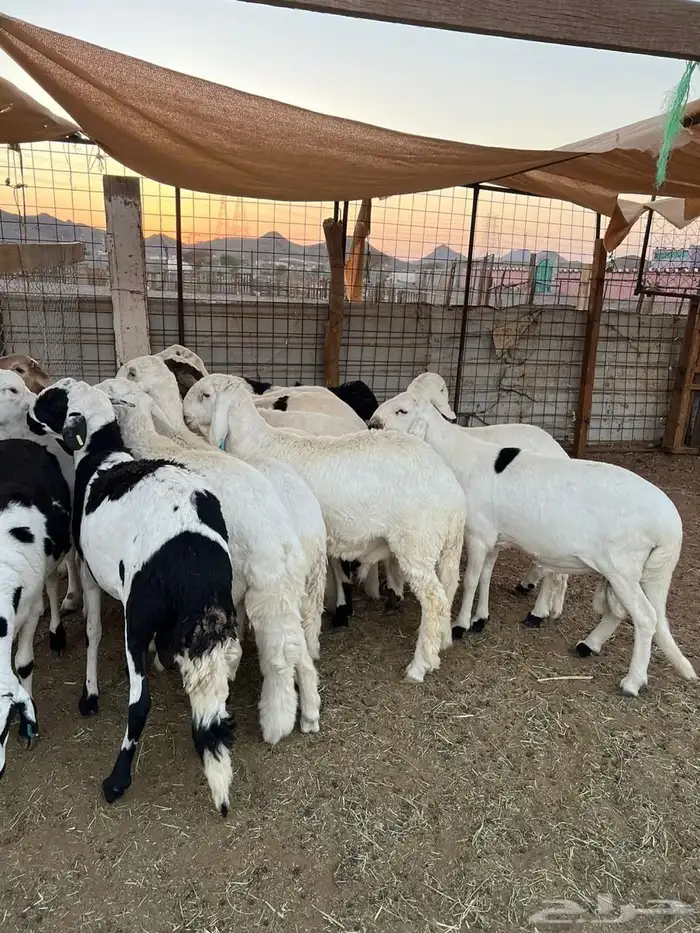 طليان سواكن مرابى فل شحم 1