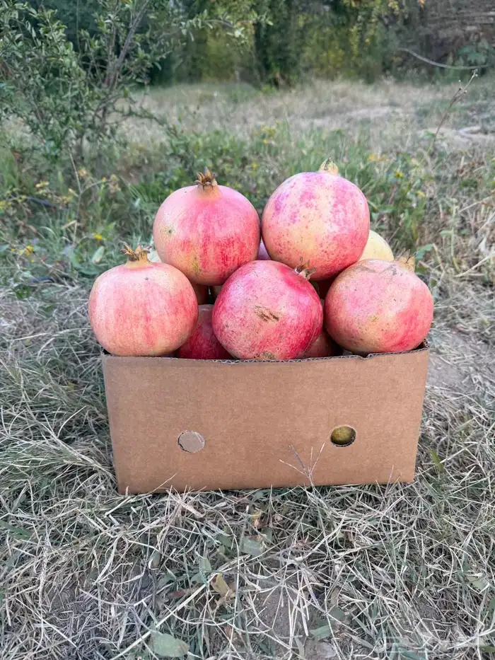 رمان الباحه 1