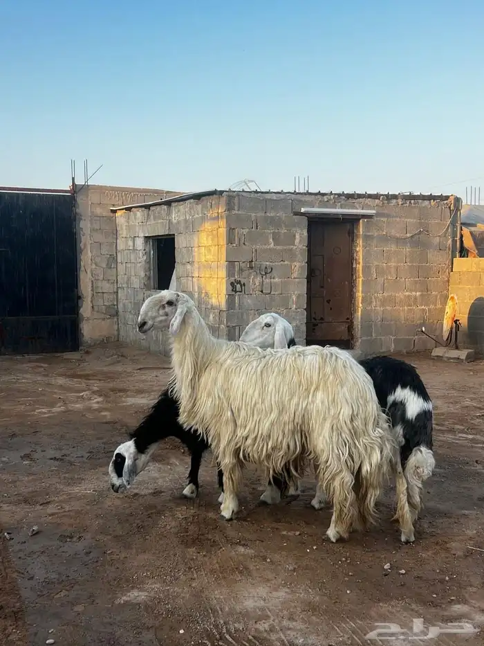 خروف عيسي شرط القريع وسنه رباع 3