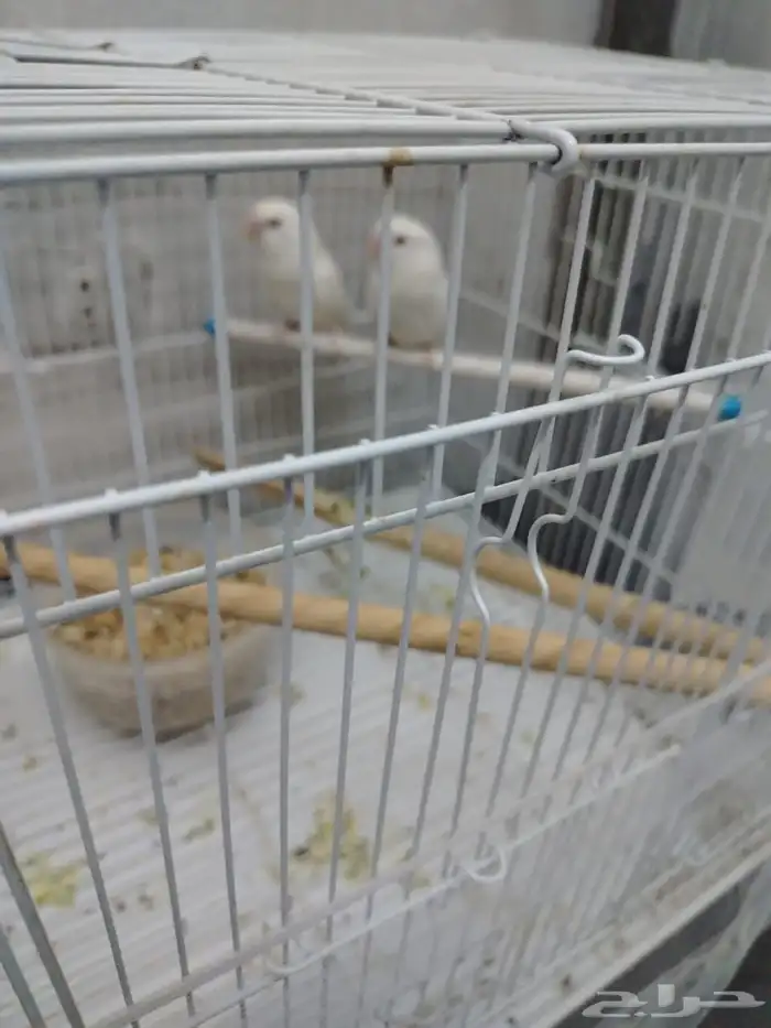 عصفور روز البينو للبيع 0