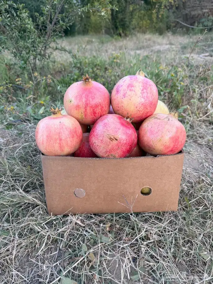 رمان الباحه 0