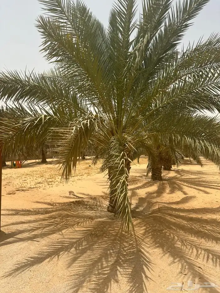 مزرعة واستراحة للبيع 40