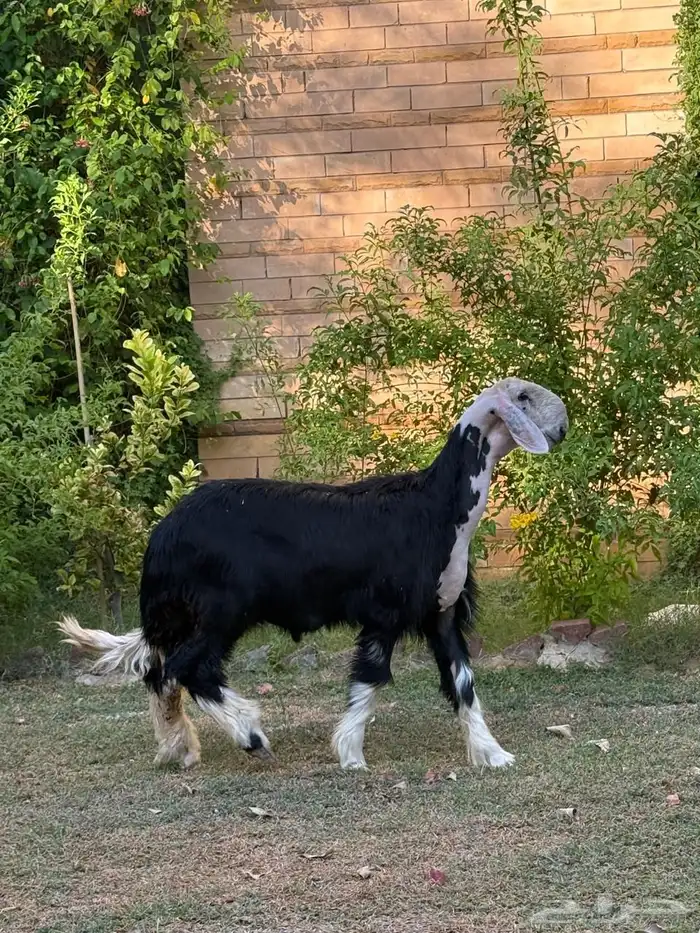 للبيع خروف نجدي 11