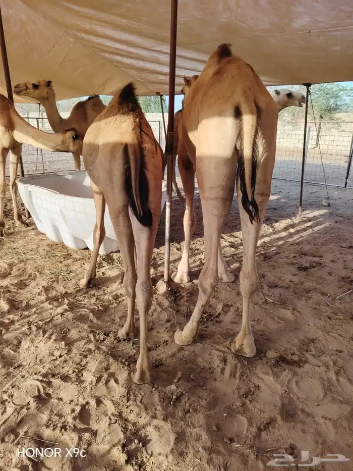 القعدان الأصيلة للي يعرف الجودة 2