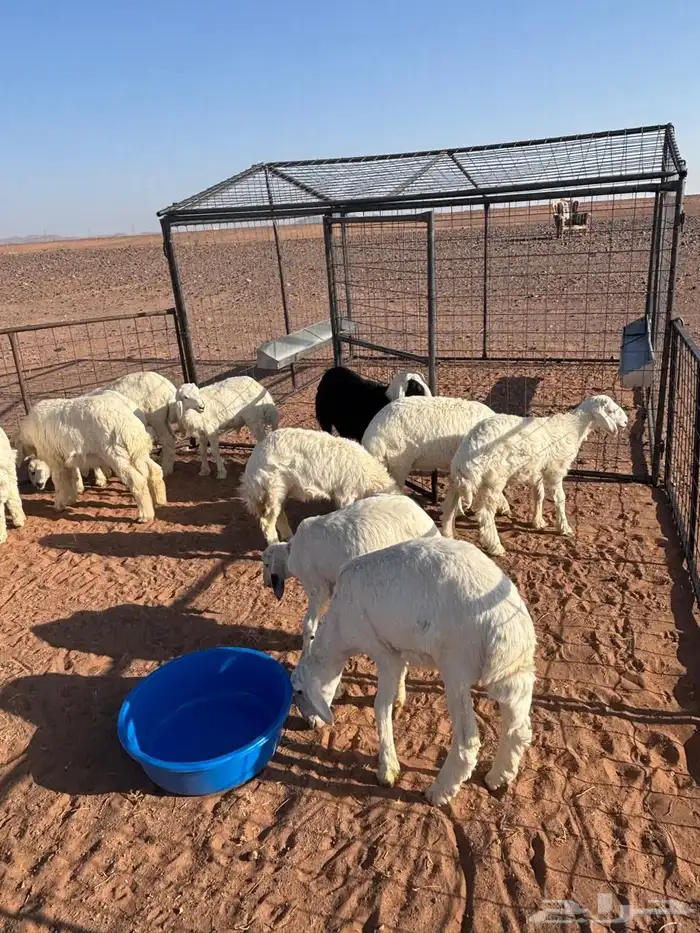 طليان للبيع 0