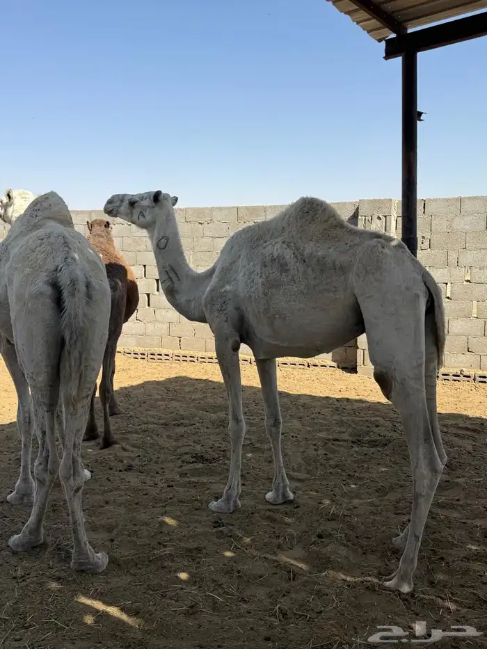 للبيع 4 عشائر 3