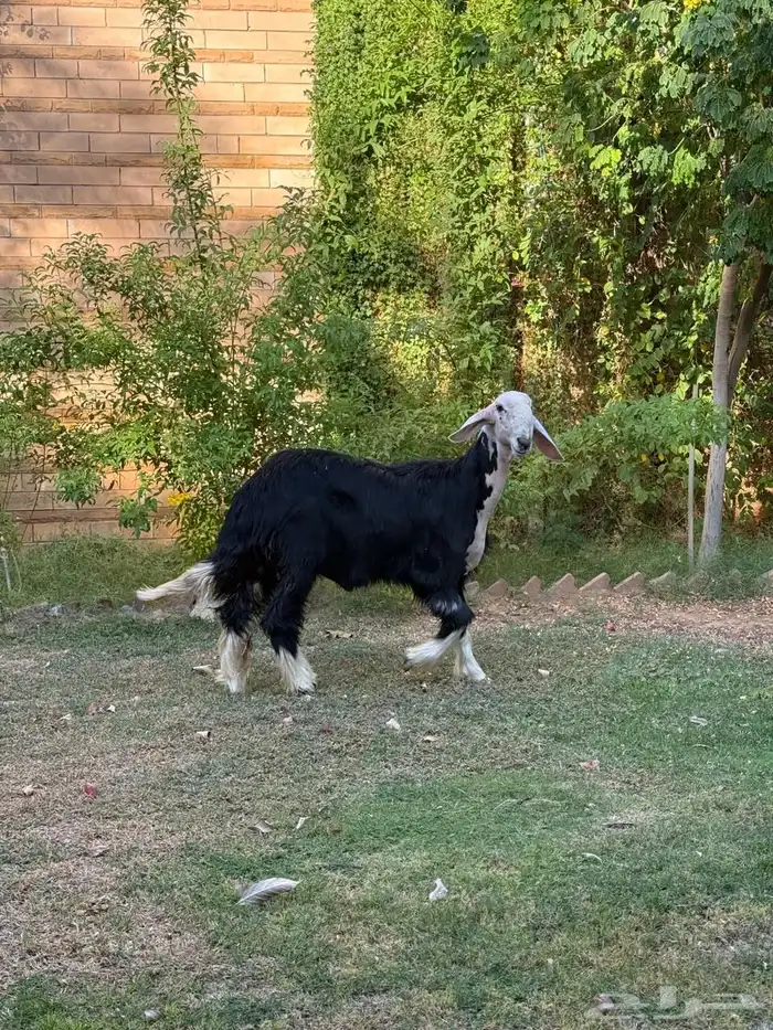 للبيع خروف نجدي 0