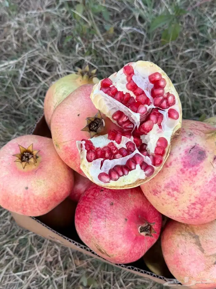 رمان الباحه 3