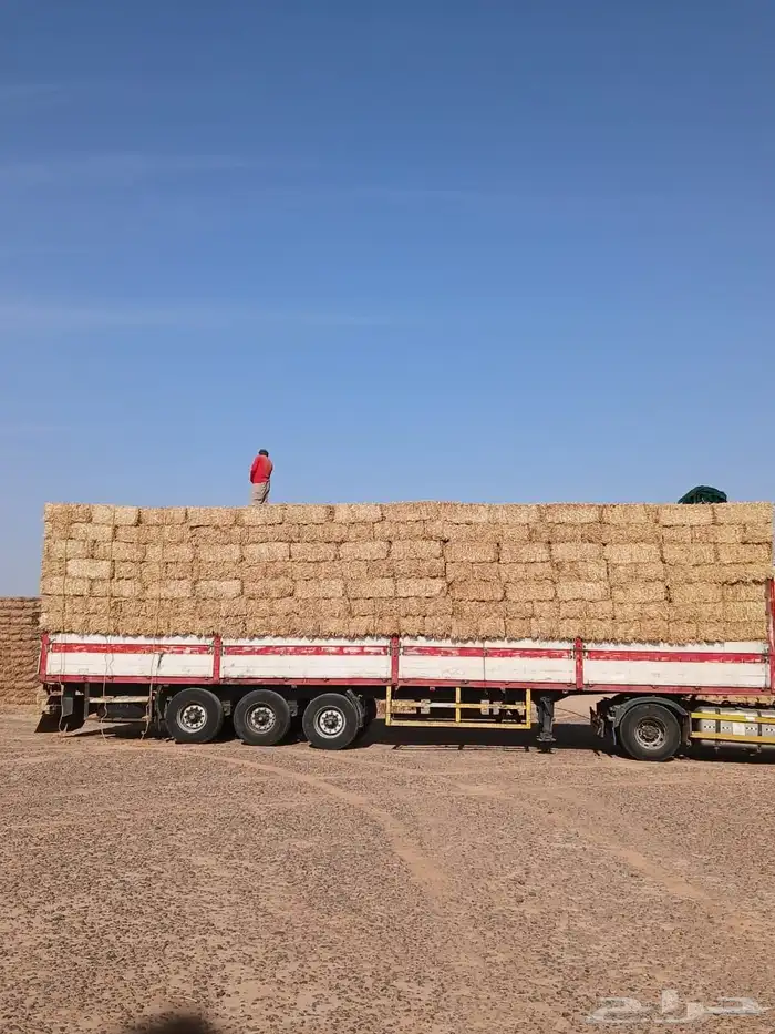 تبن بر حولي وجديد والدفع عند الوصول 2