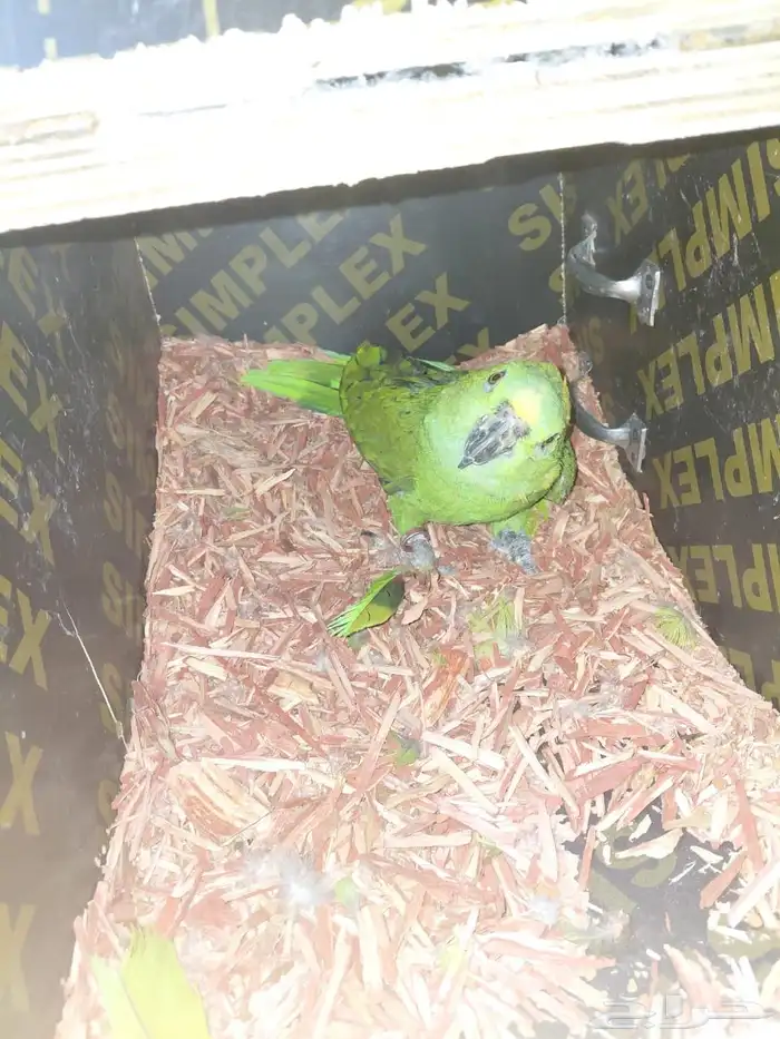 انثي امزوني يلوناب غير اليفه 0